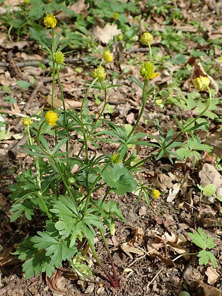 Ranunculus potentilloides \ Fingerkraut&auml;hnlicher Gold-Hahnenfu� / Potentilla-Leaved Goldilocks, D Wachtberg-Berkum 23.4.2017