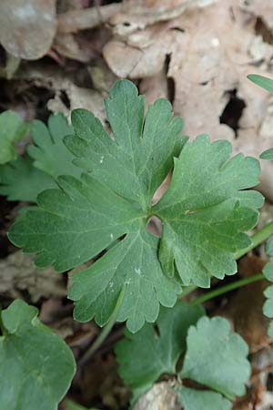 Ranunculus potentilloides \ Fingerkraut&auml;hnlicher Gold-Hahnenfu� / Potentilla-Leaved Goldilocks, D Wachtberg-Berkum 23.4.2017