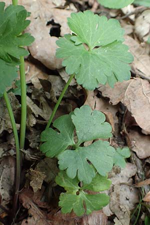 Ranunculus potentilloides \ Fingerkraut&auml;hnlicher Gold-Hahnenfu� / Potentilla-Leaved Goldilocks, D Wachtberg-Berkum 23.4.2017