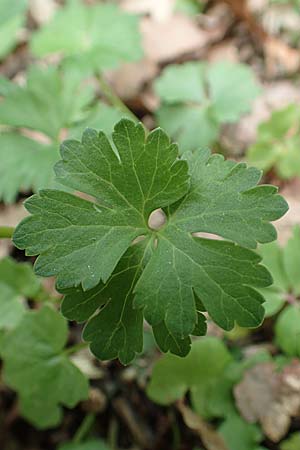 Ranunculus potentilloides \ Fingerkraut&auml;hnlicher Gold-Hahnenfu� / Potentilla-Leaved Goldilocks, D Wachtberg-Berkum 23.4.2017