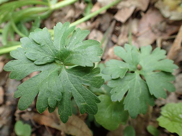 Ranunculus potentilloides \ Fingerkraut&auml;hnlicher Gold-Hahnenfu� / Potentilla-Leaved Goldilocks, D Wachtberg-Berkum 23.4.2017