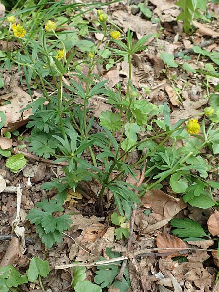 Ranunculus potentilloides \ Fingerkraut&auml;hnlicher Gold-Hahnenfu� / Potentilla-Leaved Goldilocks, D Wachtberg-Berkum 23.4.2017