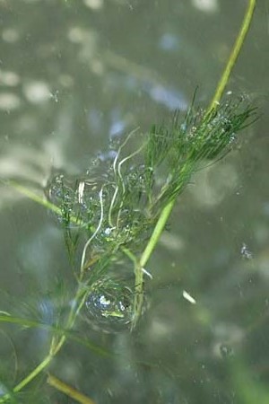 Ranunculus peltatus \ Schild-Wasser-Hahnenfu� / Pond Water Crowfoot, D Offenburg 22.7.2017