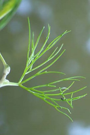 Ranunculus peltatus \ Schild-Wasser-Hahnenfu� / Pond Water Crowfoot, D Offenburg 22.7.2017