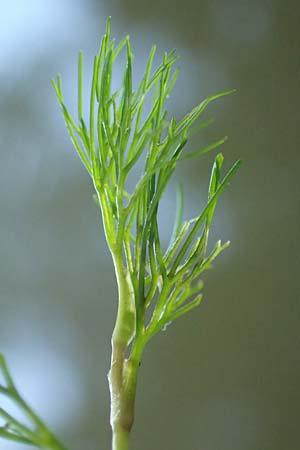 Ranunculus peltatus \ Schild-Wasser-Hahnenfu� / Pond Water Crowfoot, D Offenburg 22.7.2017