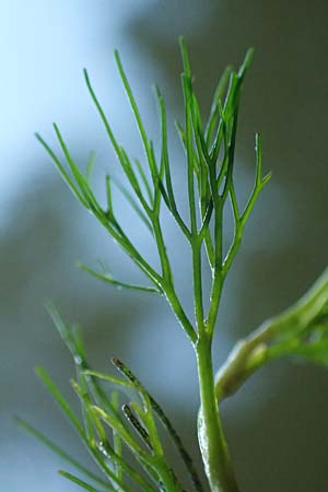 Ranunculus peltatus \ Schild-Wasser-Hahnenfu� / Pond Water Crowfoot, D Offenburg 22.7.2017