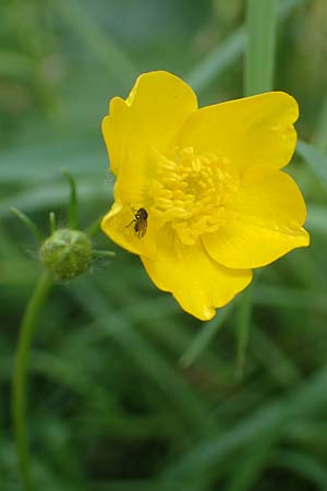 Ranunculus polyanthemoides \ Polyanthemus�hnlicher Hahnenfu�, Verschiedenschnabeliger Hahnenfu� / Buttercup, D Biebesheim 12.5.2018