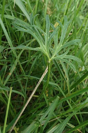 Ranunculus polyanthemoides \ Polyanthemus�hnlicher Hahnenfu�, Verschiedenschnabeliger Hahnenfu� / Buttercup, D Biebesheim 12.5.2018