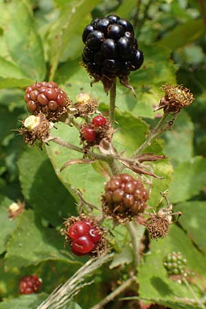 Rubus perperus \ Tr&uuml;gerische Brombeere, L&uuml;gen-Brombeere / Deficient Bramble, D Odenwald, F&uuml;rth 5.7.2018