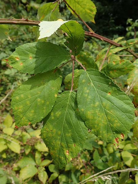 Rubus perperus \ Tr&uuml;gerische Brombeere, L&uuml;gen-Brombeere / Deficient Bramble, D Odenwald, F&uuml;rth 5.7.2018