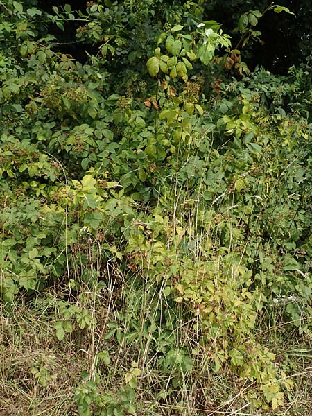 Rubus perperus \ Tr&uuml;gerische Brombeere, L&uuml;gen-Brombeere / Deficient Bramble, D Odenwald, F&uuml;rth 5.7.2018