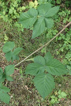 Rubus idaeus x corylifolius agg. \ Bereifte Haselblatt-Brombeere / Pruinose Bramble, D Birstein-Fischborn 30.7.2019