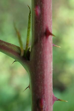 Rubus idaeus x corylifolius agg. \ Bereifte Haselblatt-Brombeere / Pruinose Bramble, D Birstein-Fischborn 30.7.2019