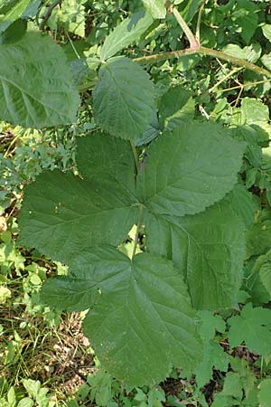 Rubus idaeus x corylifolius agg. \ Bereifte Haselblatt-Brombeere / Pruinose Bramble, D Birstein-Fischborn 30.7.2019