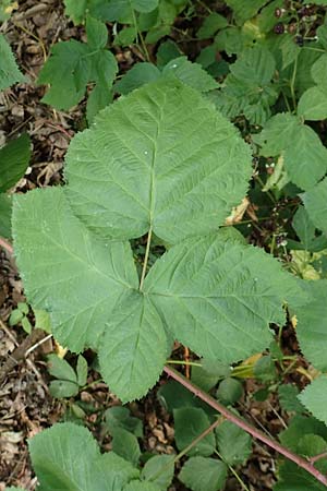 Rubus idaeus x corylifolius agg. \ Bereifte Haselblatt-Brombeere / Pruinose Bramble, D Birstein-Fischborn 30.7.2019