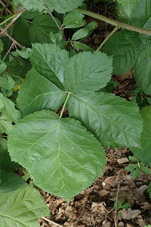 Rubus idaeus x corylifolius agg. \ Bereifte Haselblatt-Brombeere / Pruinose Bramble, D Birstein-Fischborn 30.7.2019