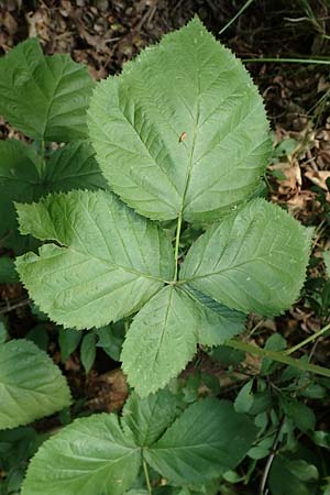 Rubus idaeus x corylifolius agg. \ Bereifte Haselblatt-Brombeere / Pruinose Bramble, D Birstein-Fischborn 30.7.2019