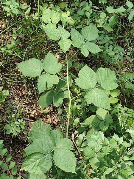 Rubus idaeus x corylifolius agg. \ Bereifte Haselblatt-Brombeere / Pruinose Bramble, D Birstein-Fischborn 30.7.2019