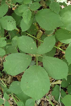 Rubus umbrosus \ Pyramiden-Brombeere / Pyramidal Bramble, D Frankfurt-Lerchesberg 4.8.2019