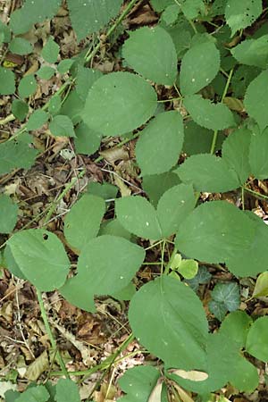 Rubus umbrosus \ Pyramiden-Brombeere / Pyramidal Bramble, D Frankfurt-Lerchesberg 4.8.2019