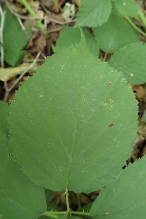Rubus umbrosus \ Pyramiden-Brombeere / Pyramidal Bramble, D Frankfurt-Lerchesberg 4.8.2019