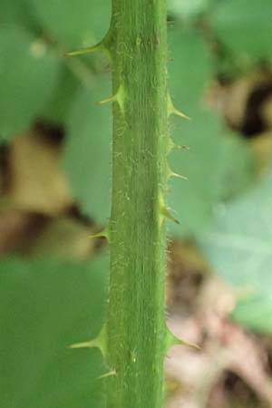 Rubus umbrosus \ Pyramiden-Brombeere / Pyramidal Bramble, D Frankfurt-Lerchesberg 4.8.2019