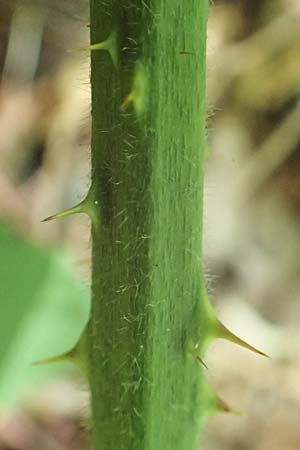 Rubus umbrosus \ Pyramiden-Brombeere / Pyramidal Bramble, D Frankfurt-Lerchesberg 4.8.2019