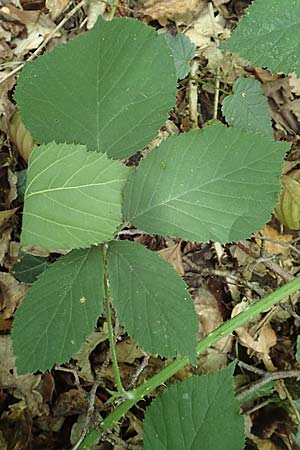 Rubus umbrosus \ Pyramiden-Brombeere / Pyramidal Bramble, D Frankfurt-Lerchesberg 4.8.2019