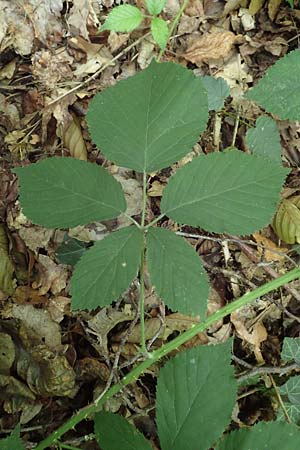 Rubus umbrosus \ Pyramiden-Brombeere / Pyramidal Bramble, D Frankfurt-Lerchesberg 4.8.2019