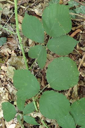 Rubus umbrosus \ Pyramiden-Brombeere / Pyramidal Bramble, D Frankfurt-Lerchesberg 4.8.2019