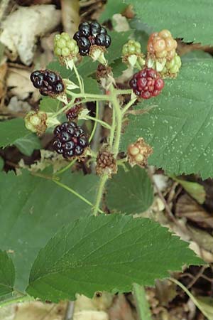 Rubus umbrosus \ Pyramiden-Brombeere / Pyramidal Bramble, D Frankfurt-Lerchesberg 4.8.2019