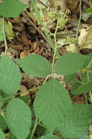 Rubus umbrosus \ Pyramiden-Brombeere / Pyramidal Bramble, D Frankfurt-Lerchesberg 4.8.2019