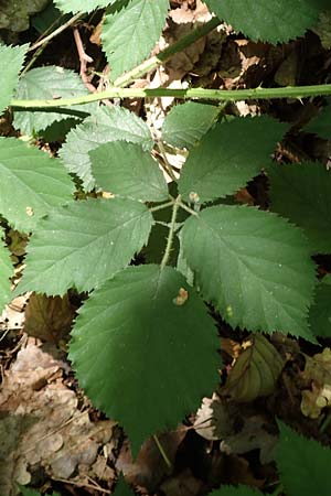 Rubus umbrosus \ Pyramiden-Brombeere / Pyramidal Bramble, D Frankfurt-Lerchesberg 4.8.2019