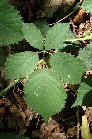Rubus umbrosus \ Pyramiden-Brombeere / Pyramidal Bramble, D Frankfurt-Lerchesberg 4.8.2019