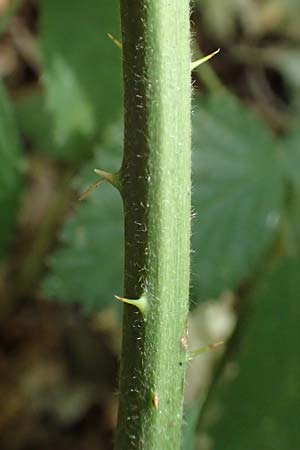Rubus umbrosus \ Pyramiden-Brombeere / Pyramidal Bramble, D Frankfurt-Lerchesberg 4.8.2019