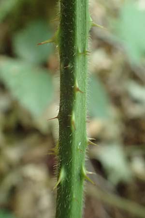 Rubus umbrosus \ Pyramiden-Brombeere / Pyramidal Bramble, D Frankfurt-Lerchesberg 4.8.2019