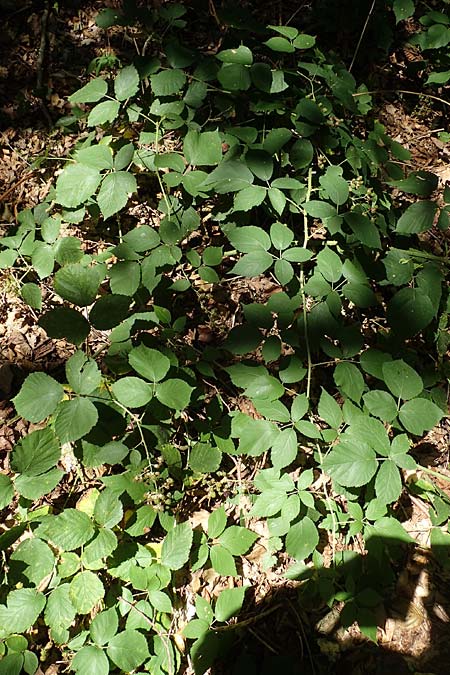 Rubus umbrosus \ Pyramiden-Brombeere / Pyramidal Bramble, D Frankfurt-Lerchesberg 4.8.2019