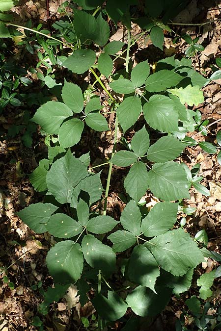 Rubus umbrosus \ Pyramiden-Brombeere / Pyramidal Bramble, D Frankfurt-Lerchesberg 4.8.2019
