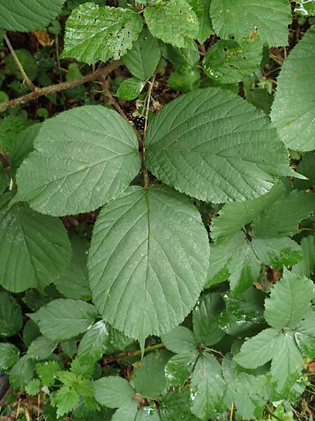 Rubus nigricans \ Tr&auml;ufelspitzen-Brombeere / Rust Bramble, D Karlsruhe 14.8.2019