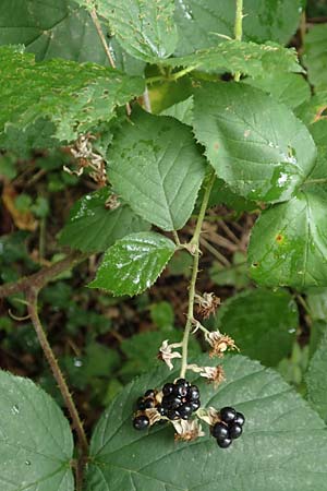 Rubus nigricans \ Tr&auml;ufelspitzen-Brombeere / Rust Bramble, D Karlsruhe 14.8.2019