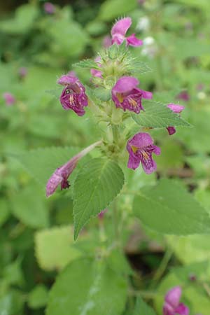 Galeopsis pubescens \ Weichhaariger Hohlzahn / Downy Hemp-Nettle, D Karlsruhe 14.8.2019