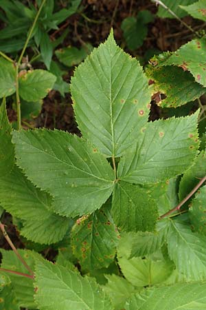 Rubus plicatus \ Falten-Brombeere / Plicate Bramble, D Karlsruhe 14.8.2019
