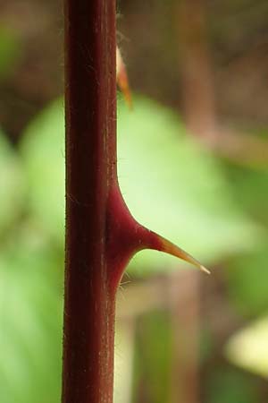 Rubus plicatus \ Falten-Brombeere / Plicate Bramble, D Karlsruhe 14.8.2019