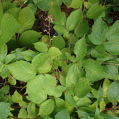 Rubus plicatus \ Falten-Brombeere / Plicate Bramble, D Karlsruhe 14.8.2019