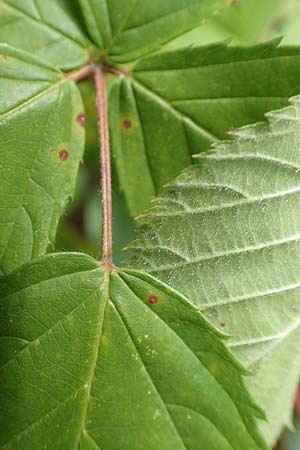 Rubus plicatus \ Falten-Brombeere / Plicate Bramble, D Karlsruhe 14.8.2019