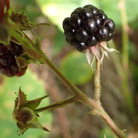 Rubus plicatus \ Falten-Brombeere / Plicate Bramble, D Karlsruhe 14.8.2019