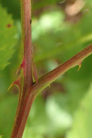 Rubus plicatus \ Falten-Brombeere / Plicate Bramble, D Karlsruhe 14.8.2019