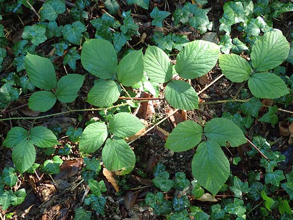 Rubus nigricans \ Tr&auml;ufelspitzen-Brombeere / Rust Bramble, D Karlsruhe 18.8.2019