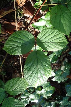Rubus nigricans \ Tr&auml;ufelspitzen-Brombeere / Rust Bramble, D Karlsruhe 18.8.2019