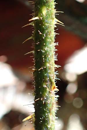 Rubus nigricans \ Tr&auml;ufelspitzen-Brombeere / Rust Bramble, D Karlsruhe 18.8.2019